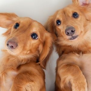 Meet your Posher, Sena